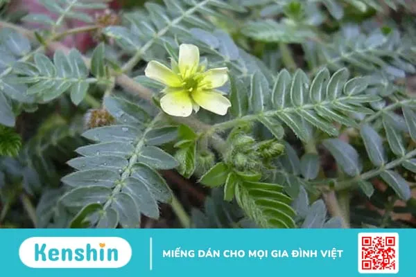 10 cách cải thiện chất lượng tinh trùng, tăng cường sinh lý nam