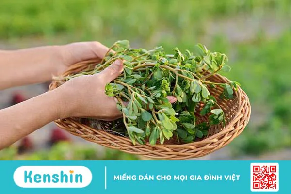 10 cây thuốc nam trị bệnh trĩ theo dân gian và lưu ý khi dùng