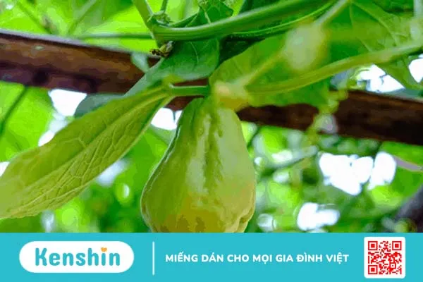 10 tác dụng của quả su su giúp bạn khỏe đẹp hơn