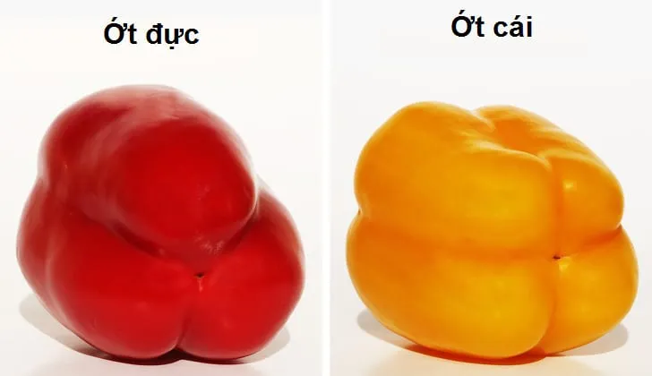 12 bí quyết chọn trái cây và rau củ quả tươi ngon