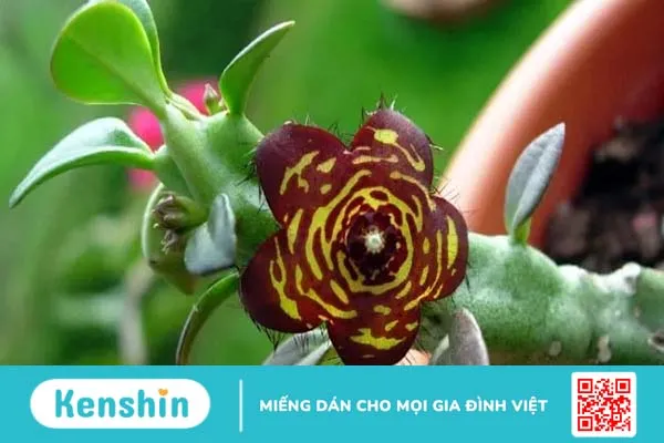 13 loại thảo mộc giúp giảm cân nhanh chóng và an toàn