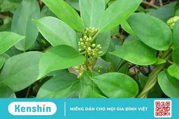 13 loại thảo mộc giúp giảm cân nhanh chóng và an toàn