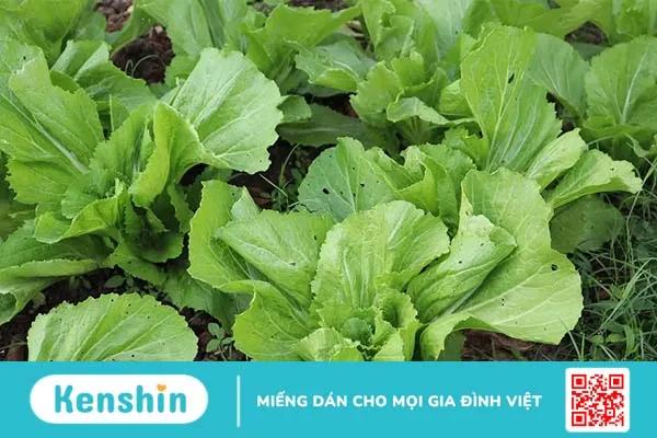 4 cách muối dưa cải giòn ngon chắc chắn thành công