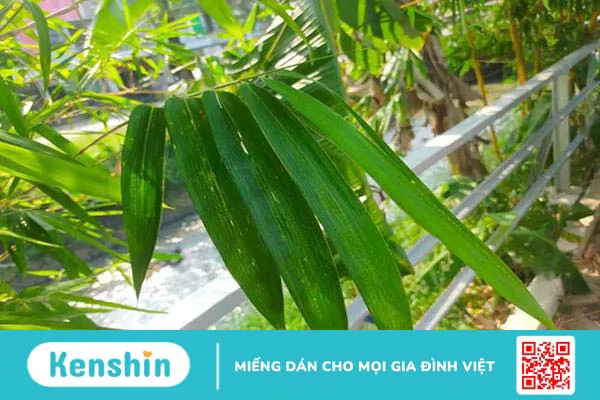 5 bài thuốc dân gian chữa hậu sản mòn hiệu quả, an toàn cho mẹ sau sinh