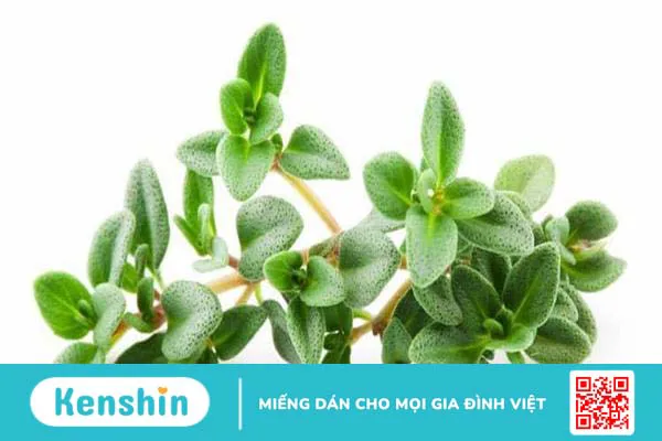 5 chất kháng sinh tự nhiên bạn có thể chuẩn bị sẵn ở nhà