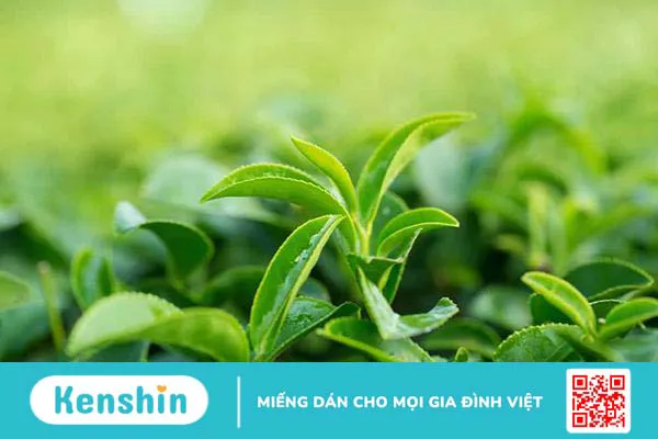 5 mẹo dân gian chữa chàm sữa cho trẻ sơ sinh và trẻ nhỏ hiệu quả