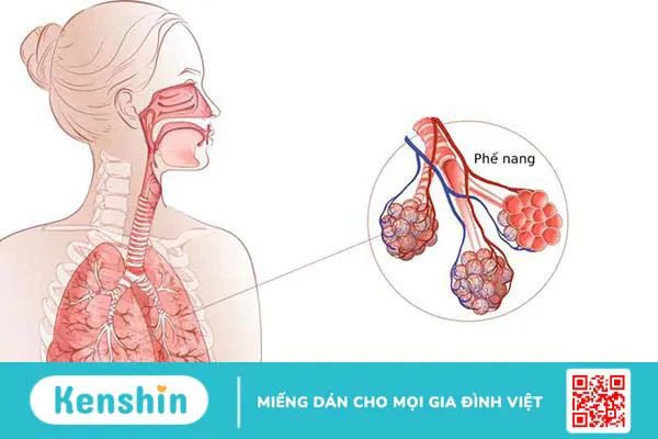 6 biện pháp bảo vệ hệ hô hấp khỏe mạnh đơn giản, hiệu quả