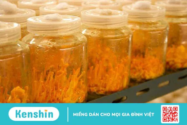 6 cách sử dụng đông trùng hạ thảo tươi và khô hiệu quả