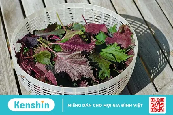 7 cách đắp mặt nạ tía tô sáng da, trị mụn