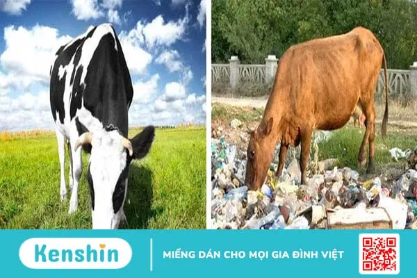 7 điều bạn nên lưu ý để chọn thịt tươi ngon