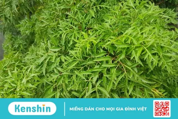 7 nguyên nhân và 11 cách chữa tắc tia sữa đơn giản ở phụ nữ cho con bú