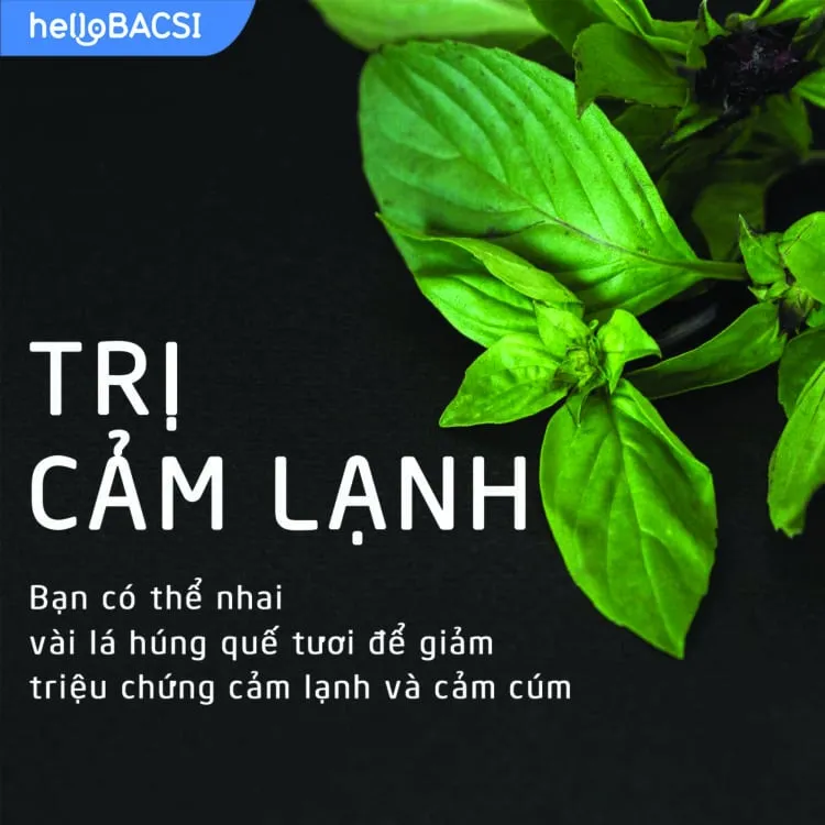 7 tác dụng thần kỳ của rau húng quế