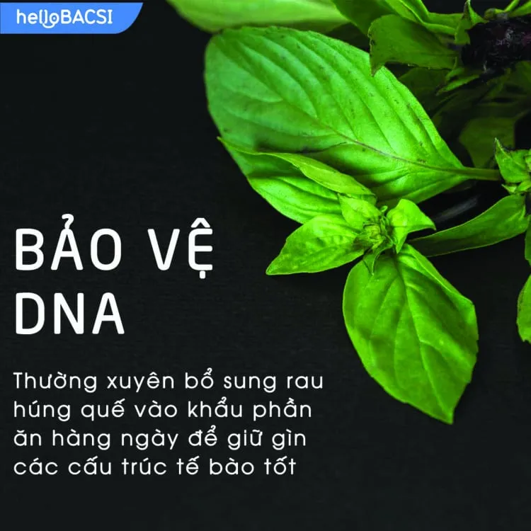 7 tác dụng thần kỳ của rau húng quế