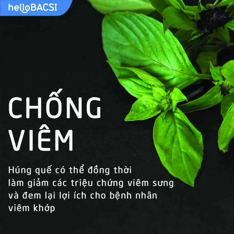 7 tác dụng thần kỳ của rau húng quế