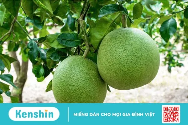 Ăn bưởi có giảm cân không? Chế độ ăn kiêng với bưởi liệu có hiệu quả?