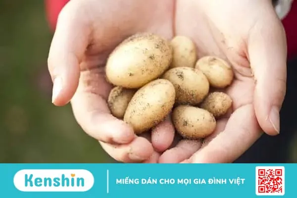 Ăn khoai tây mỗi ngày có tốt không? Những ai không nên ăn khoai tây?