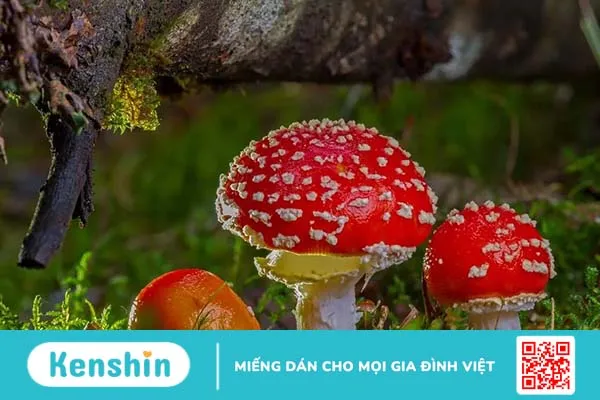 Ăn nấm có tốt không?