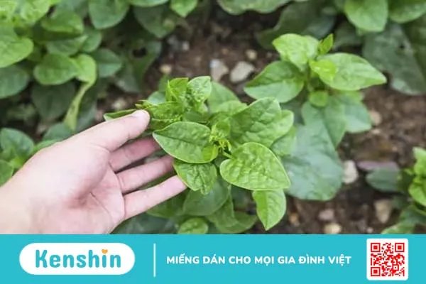 Ăn rau mồng tơi có tác dụng gì? 6 công dụng và lưu ý nên biết