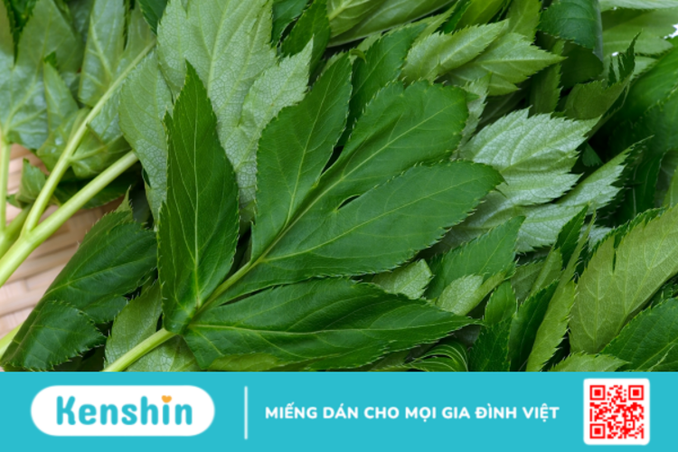 Ashitaba được sử dụng với mục đích gì?