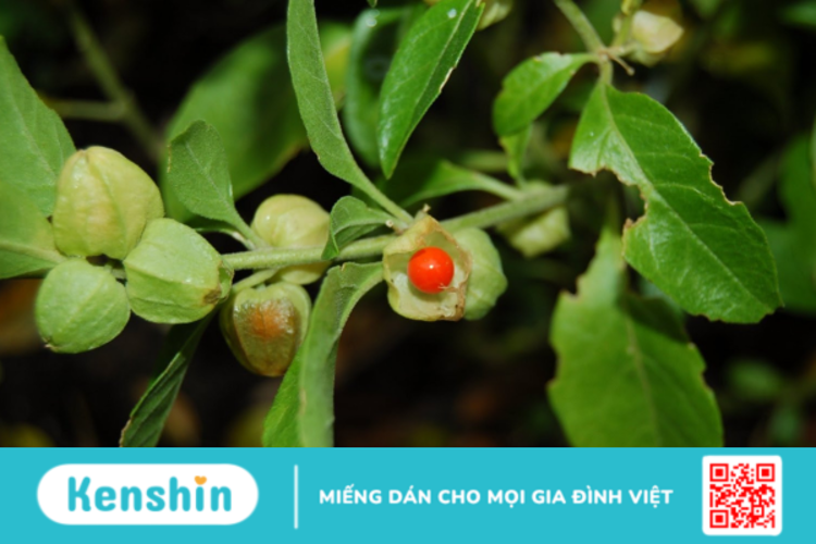 Ashwagandha là gì? Công dụng và lợi ích của Ashwagandha đối với sức khỏe