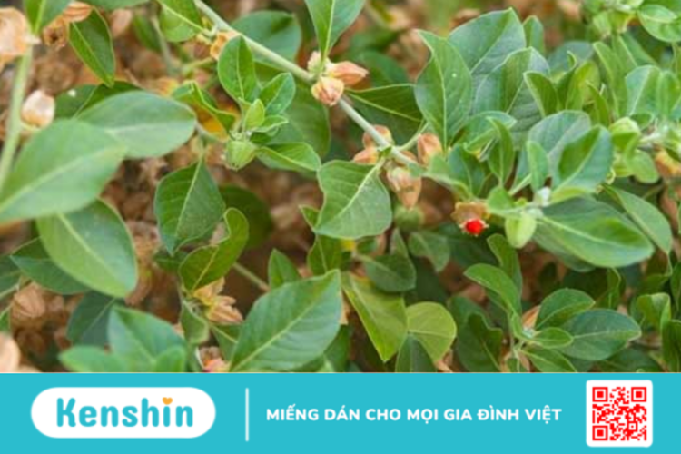 Ashwagandha là gì? Công dụng và lợi ích của Ashwagandha đối với sức khỏe