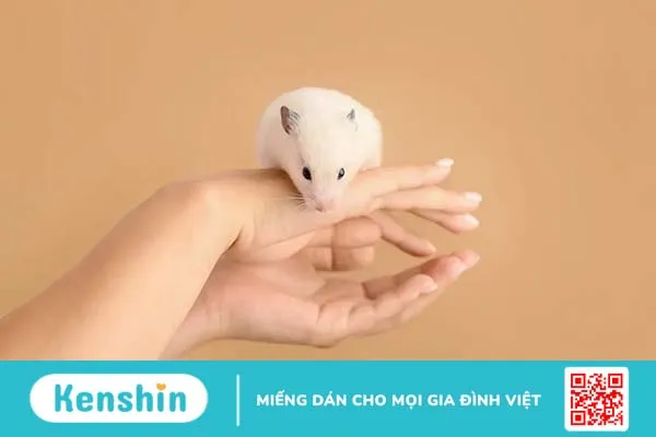 Bà bầu bị chuột cắn có sao không? Mẹ nên làm gì khi bị chuột cắn?