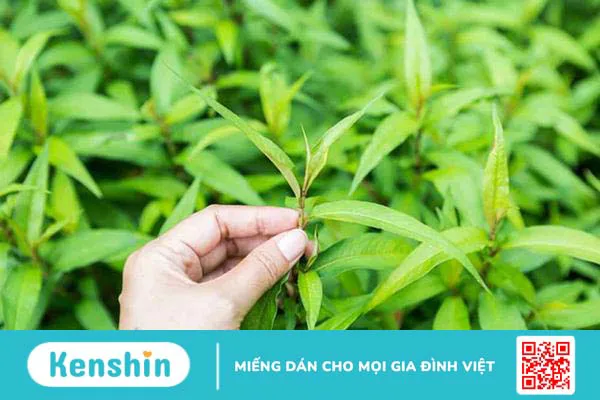 Bà đẻ ăn rau răm có mất sữa không, sau sinh có được ăn rau răm không?