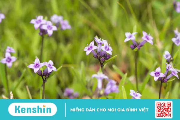 Bạch hoa xà thiệt thảo: Công dụng và cách dùng