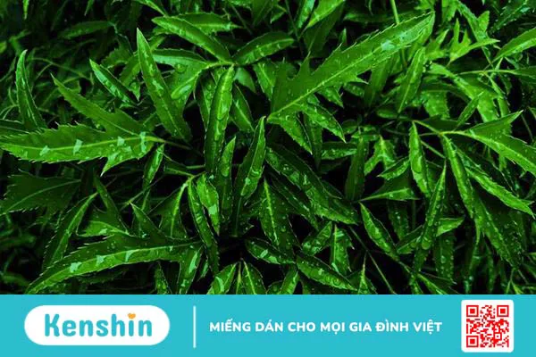 Bật mí 9 mẹo dân gian giúp mẹ nhiều sữa, hiệu quả bất ngờ