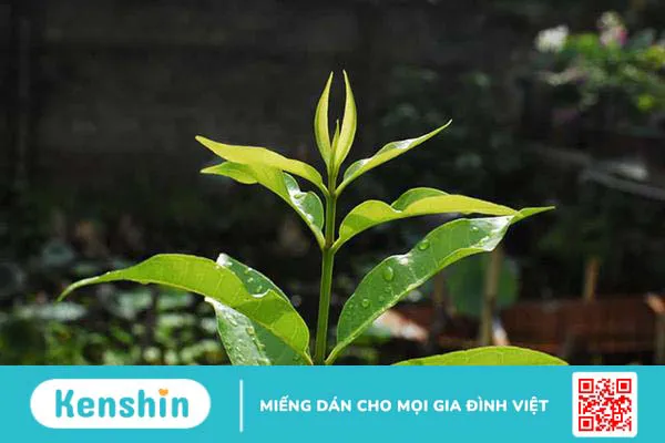 Bật mí 9 mẹo dân gian giúp mẹ nhiều sữa, hiệu quả bất ngờ