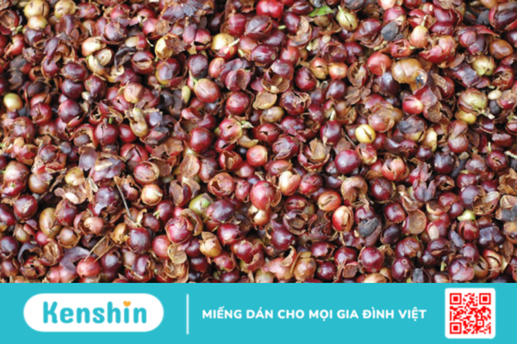 Bất ngờ với công dụng và lợi ích của Cascara