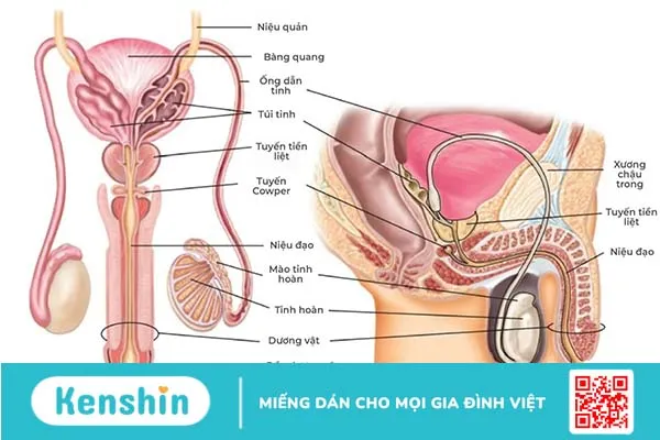 Bệnh viêm niệu đạo ở nam giới là gì? Có nguy hiểm không?