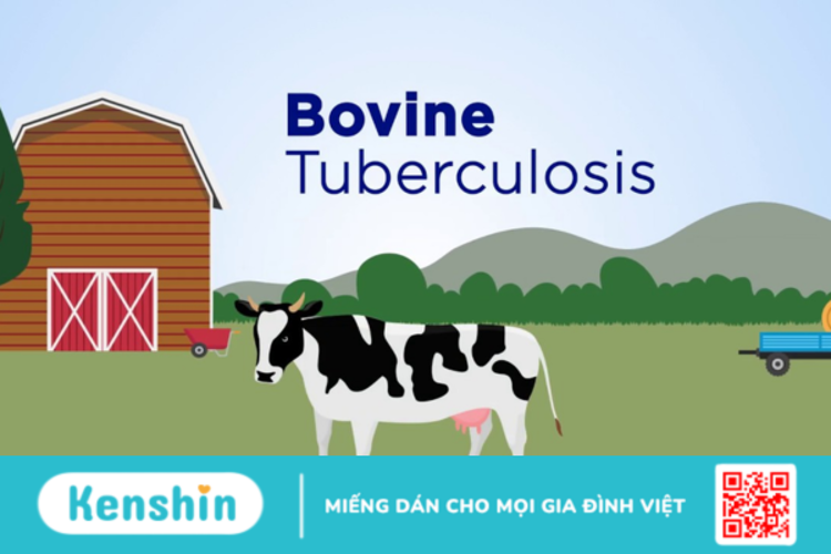 Bovine có công dụng gì? Dùng như thế nào cho hiệu quả?