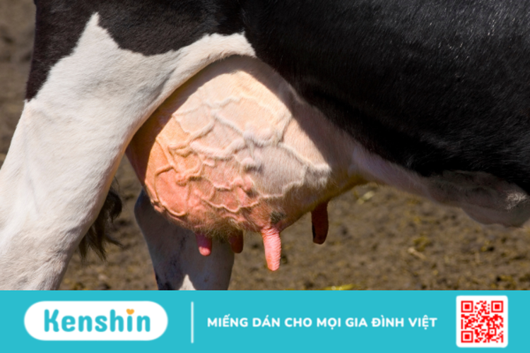 Bovine có công dụng gì? Dùng như thế nào cho hiệu quả?