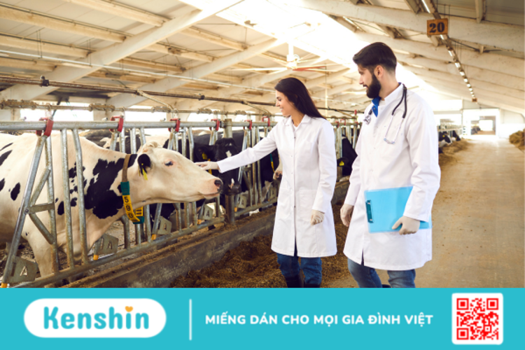 Bovine có công dụng gì? Dùng như thế nào cho hiệu quả?