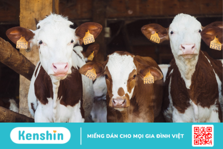 Bovine có công dụng gì? Dùng như thế nào cho hiệu quả?