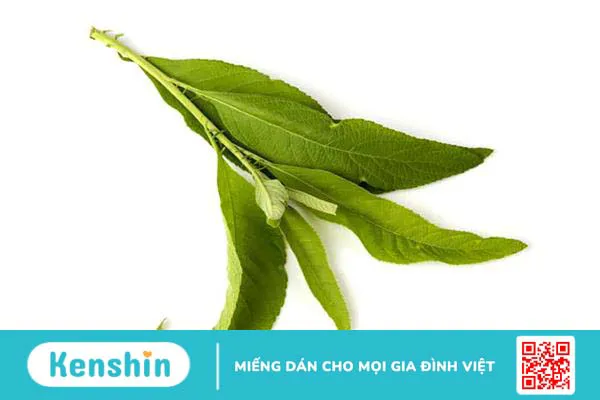 Bs Lai Ngọc Hiền giải đáp lá từ bi trị sỏi thận được không?