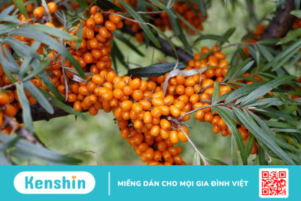 Buckthorn là thảo dược gì? Công dụng và liều dùng?