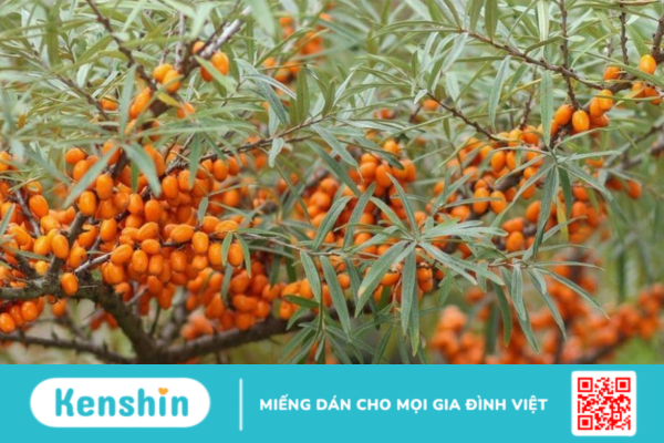 Buckthorn là thảo dược gì? Công dụng và liều dùng?