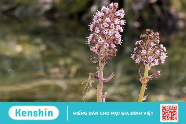 Butterbur – Thảo dược thần kì chuyên trị đau nửa đầu