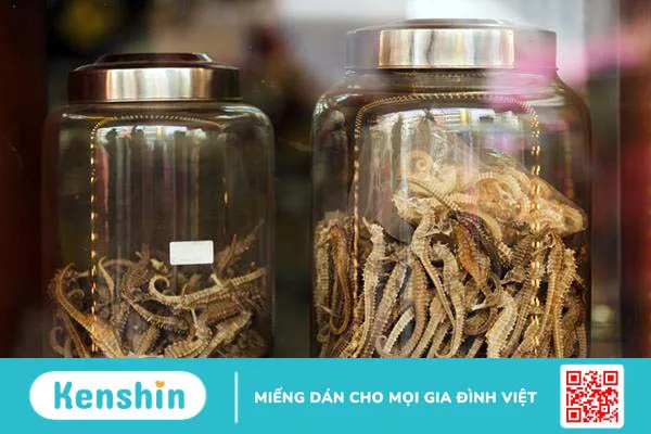 Cá ngựa: Vị thuốc bổ thận, cường dương đến từ biển cả