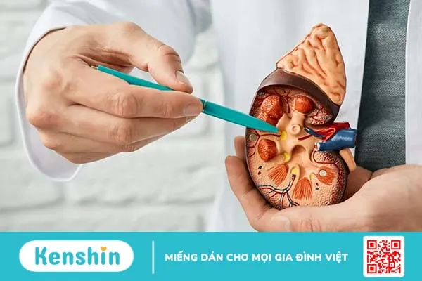 Các phương pháp tán sỏi thận phổ biến hiện nay và chi phí