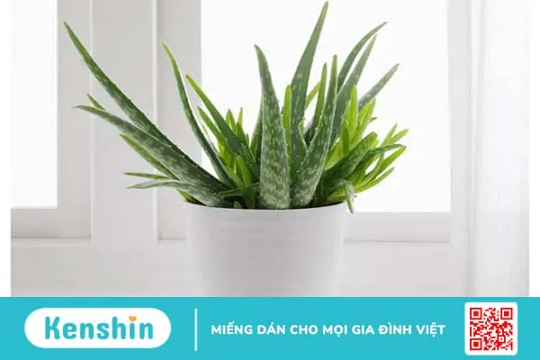 Cách dùng lô hội cho bé để giúp làm dịu da