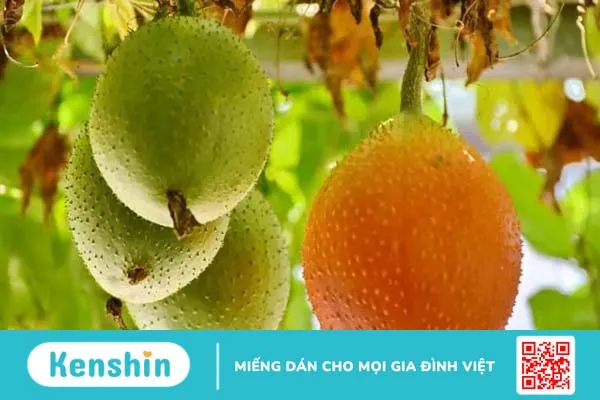 Cách làm dầu gấc tại nhà: nhanh gọn, rẻ, bổ, đẹp!