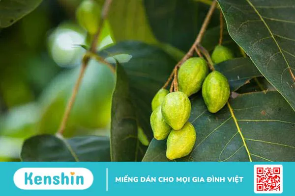 Cách sử dụng quả kha tử trị ho tại nhà và những lưu ý cần biết