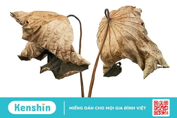 Cách uống lá sen khô giảm mỡ máu từ bệnh viện Quân y