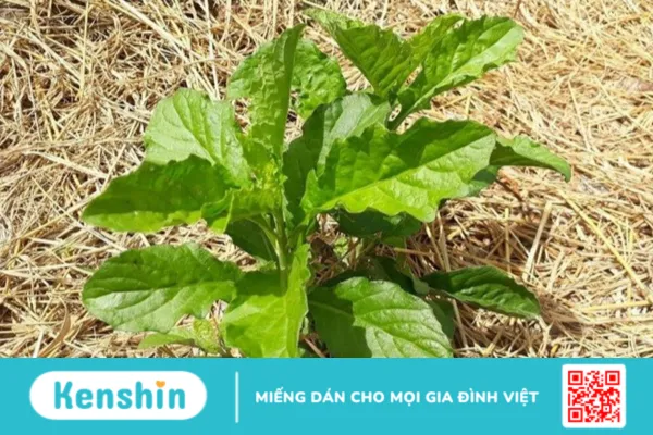 Cải trời dùng để làm gì ?