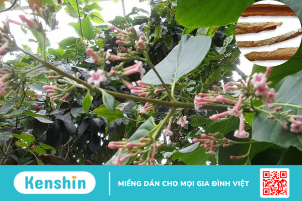 Canhkina vàng – Vị thuốc dân gian lâu đời