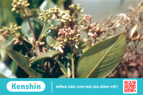 Canhkina vàng – Vị thuốc dân gian lâu đời