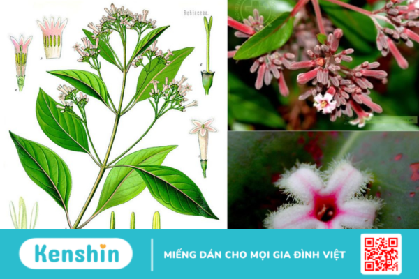 Canhkina vàng – Vị thuốc dân gian lâu đời